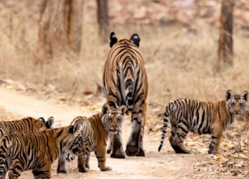 Wild Life Safari