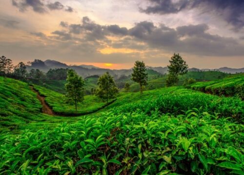 Tea Tasting Tour to Munnar