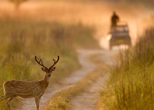 Lansdowne Hills & Corbett Wildlife Tour