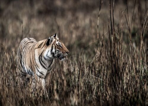India’s Golden Triangle Tour with Corbett National Park